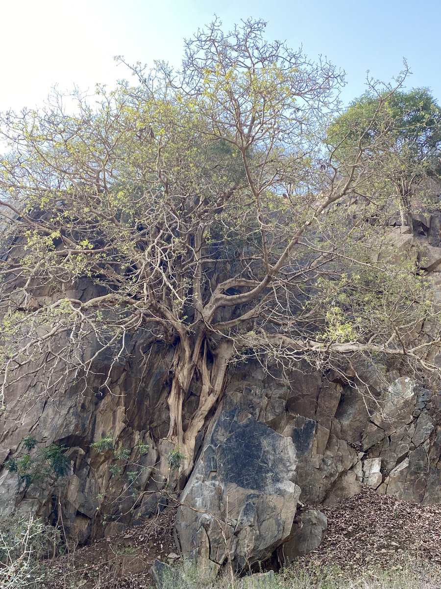 محمد الغزواني tweet media