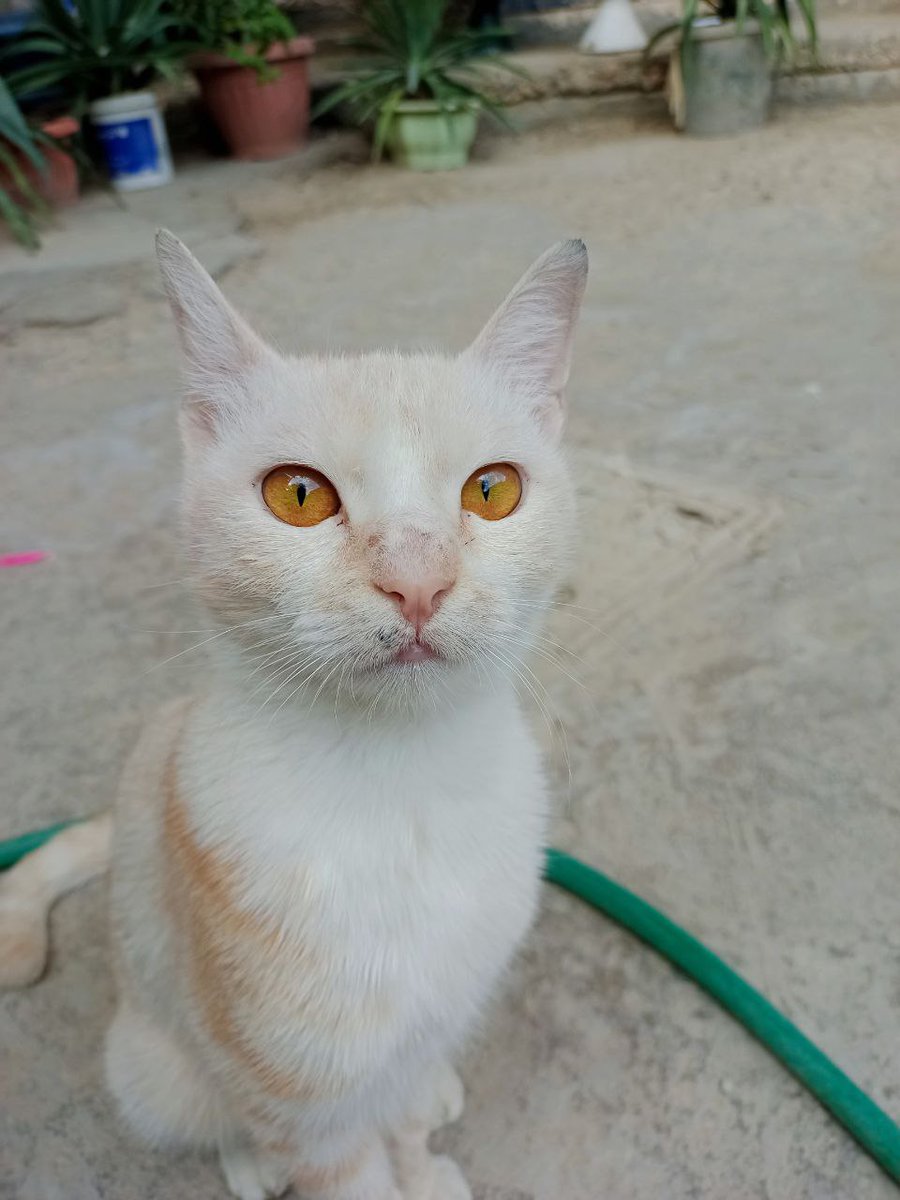 سيم مواعين tweet media