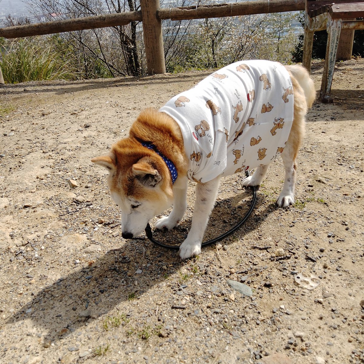 Akio8688's tweet photo. お花見弁当を持ってプチお花見に
行ってきました
愛犬に西松屋柴Tシャツ買ってやりました
お腹周りぶよぶよです😅 https://t.co/YRkmBj5yRV