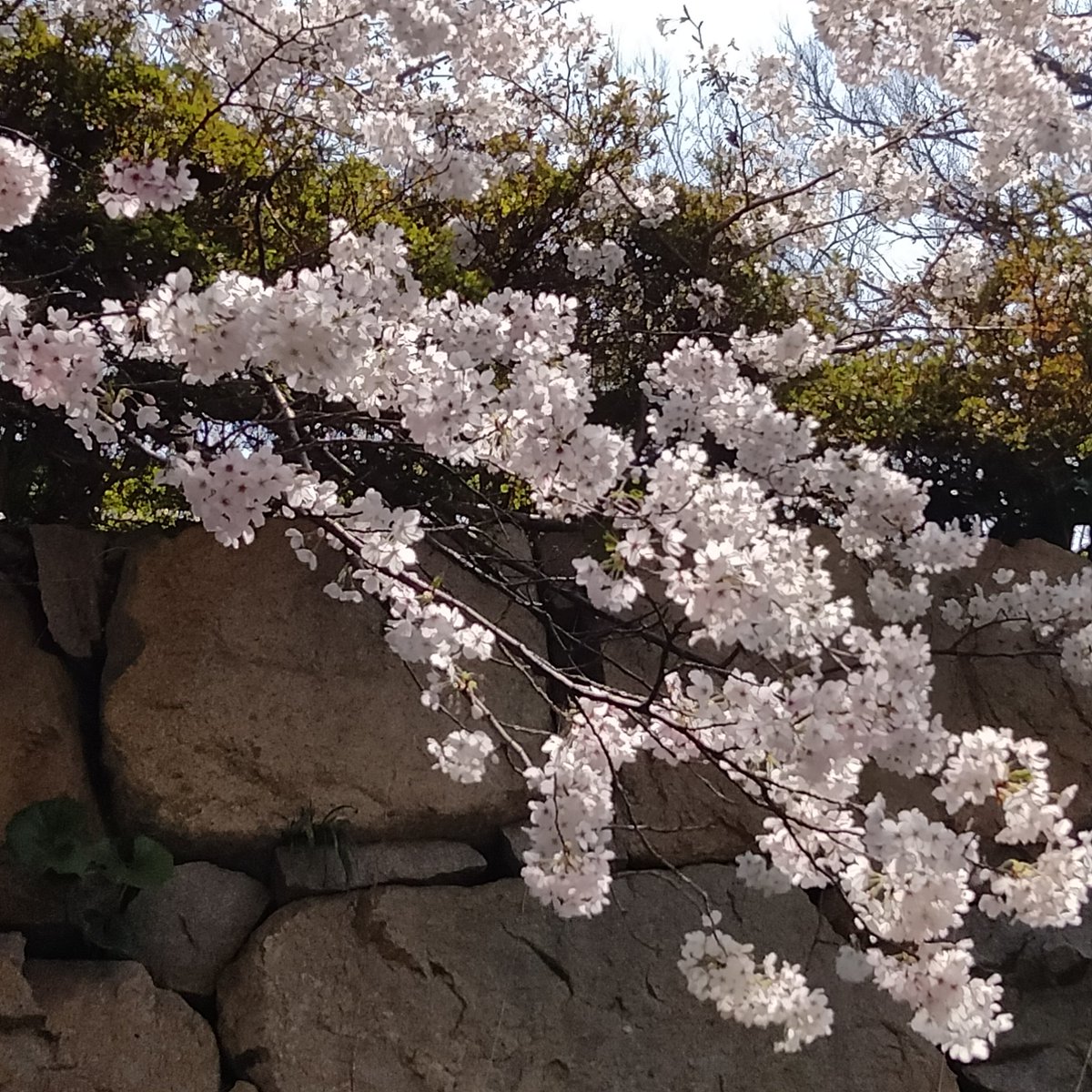 Akio8688's tweet photo. お花見弁当を持ってプチお花見に
行ってきました
愛犬に西松屋柴Tシャツ買ってやりました
お腹周りぶよぶよです😅 https://t.co/YRkmBj5yRV