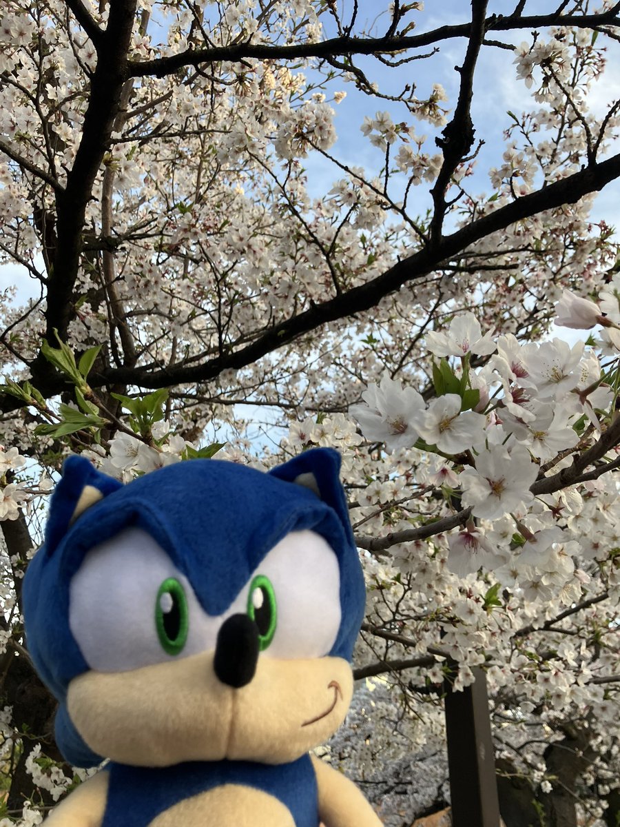 DarkBlueJustice's tweet photo. Bringing Sonic to Hanami out in Ueno Park. 
上野公園へソニックに連れてきて一緒に花見します。

@sonic_hedgehog @SEGA_OFFICIAL #SonicTheHedgehog #sega #sonic35th #Hanami #tokyo #japan #ソニック #セガ #花見 https://t.co/ZWY0OwsHdZ