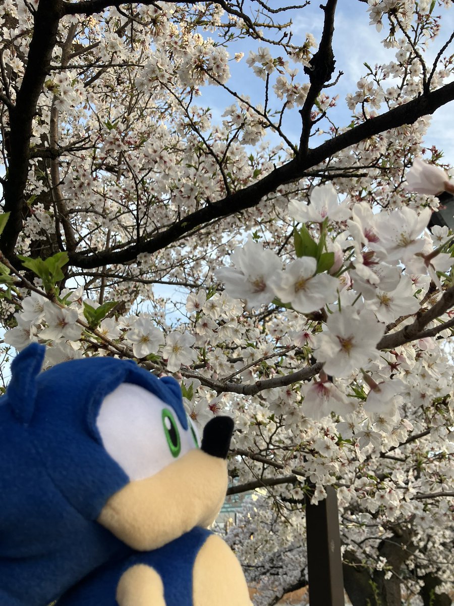 DarkBlueJustice's tweet photo. Bringing Sonic to Hanami out in Ueno Park. 
上野公園へソニックに連れてきて一緒に花見します。

@sonic_hedgehog @SEGA_OFFICIAL #SonicTheHedgehog #sega #sonic35th #Hanami #tokyo #japan #ソニック #セガ #花見 https://t.co/ZWY0OwsHdZ