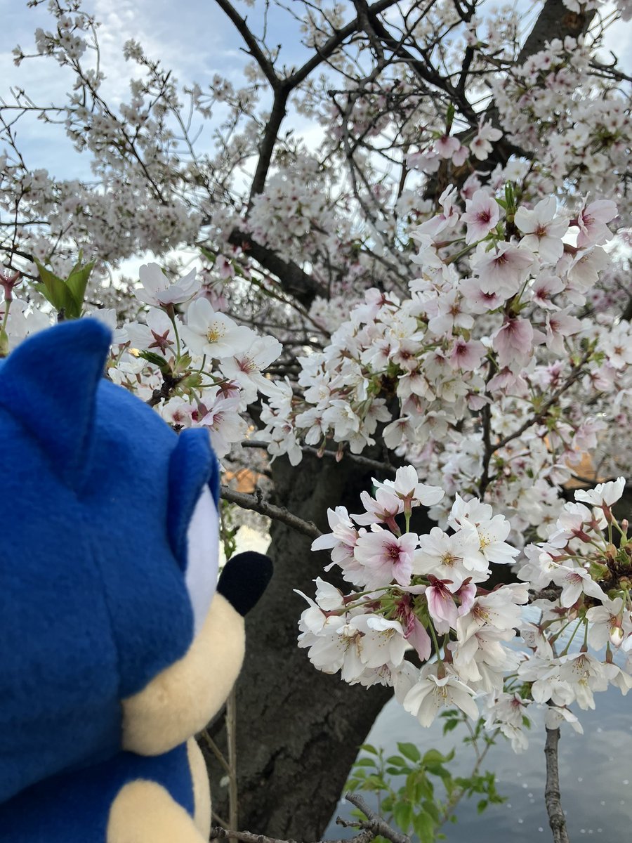 DarkBlueJustice's tweet photo. Bringing Sonic to Hanami out in Ueno Park. 
上野公園へソニックに連れてきて一緒に花見します。

@sonic_hedgehog @SEGA_OFFICIAL #SonicTheHedgehog #sega #sonic35th #Hanami #tokyo #japan #ソニック #セガ #花見 https://t.co/ZWY0OwsHdZ