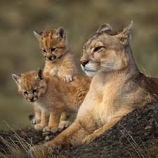 Tiatucura tweet media