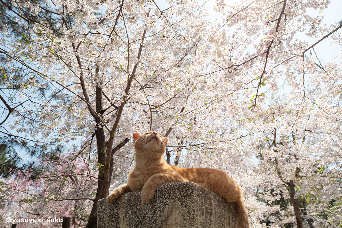 yasuyuki_saka's tweet image. ねこ。 #猫 #ねこ #cat #猫写真