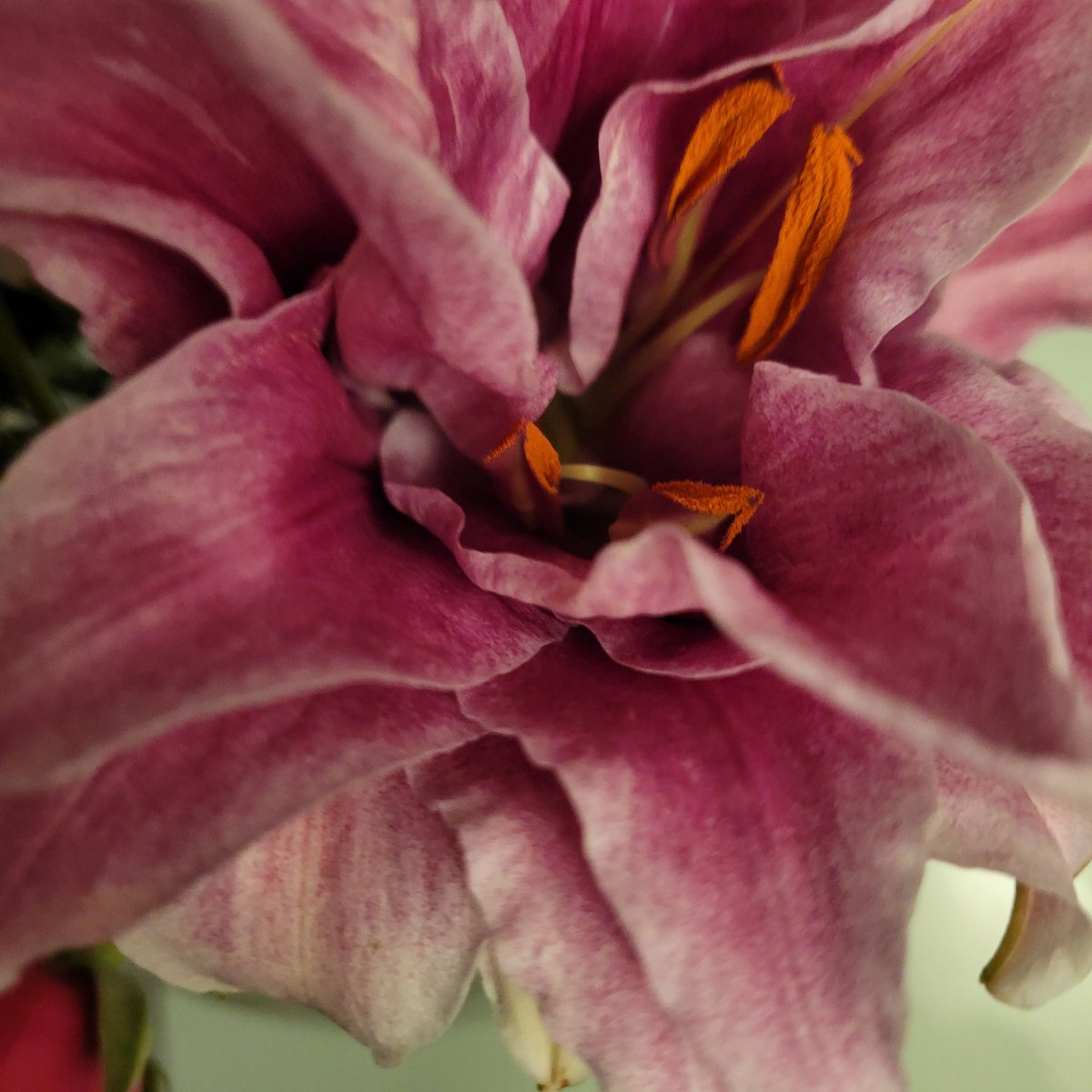 vankapro's tweet image. #lily 🥀
#holysaturday🙏🏼
#aprilmonth 😊☀️

My camera 📸