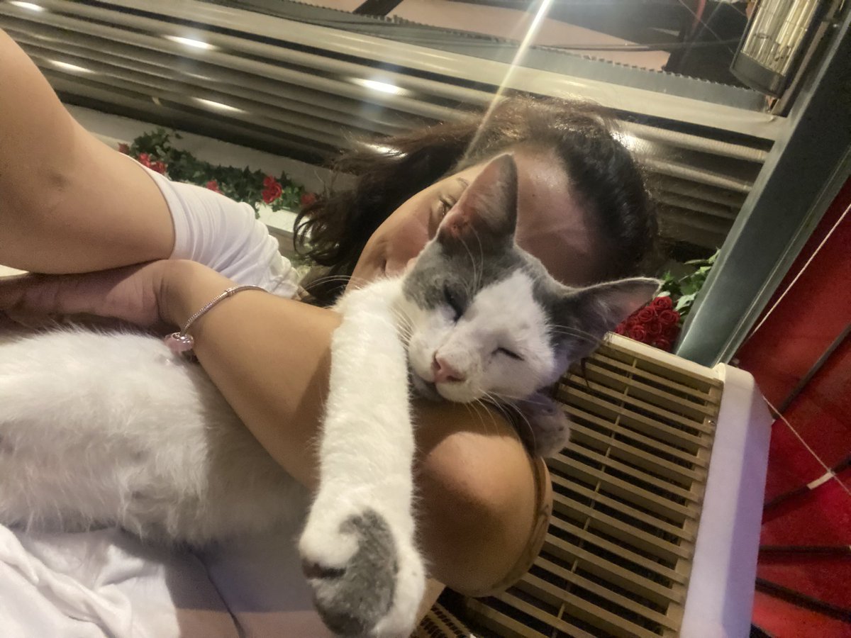 haatiiss's tweet photo. 4 Nisan sokak hayvanları günü kutlu olsun. 🌸🐾 #SokakHayvanlarıGünü https://t.co/fzxM0YMTIf