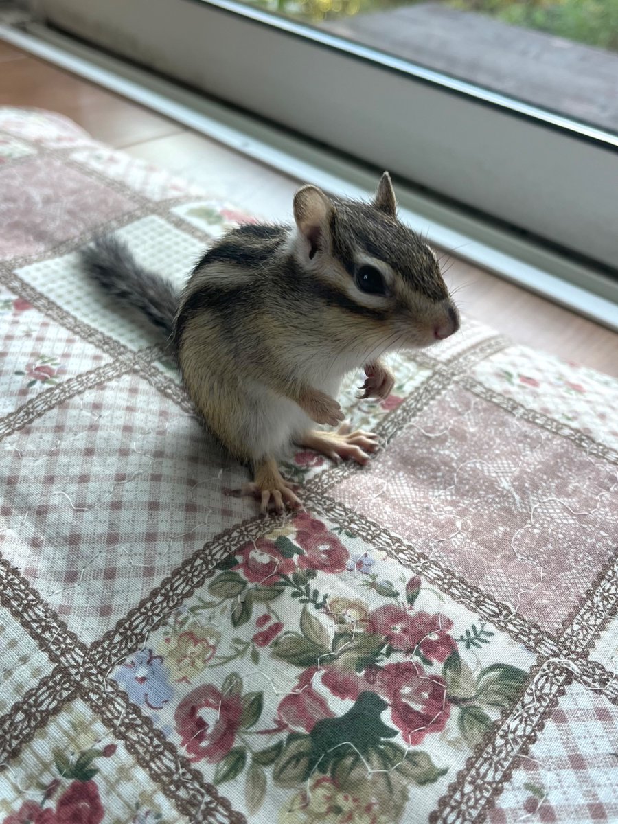 彩月レナ tweet media