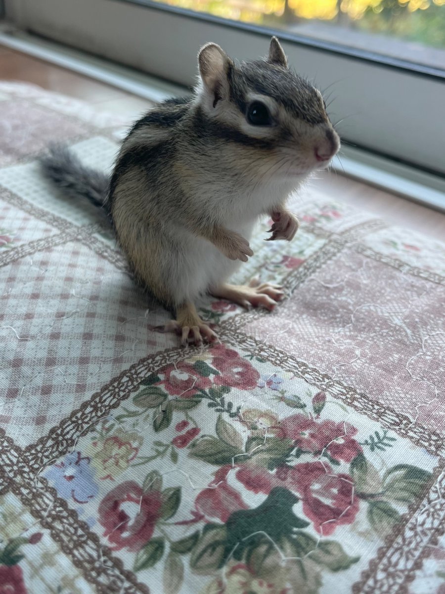 彩月レナ tweet media