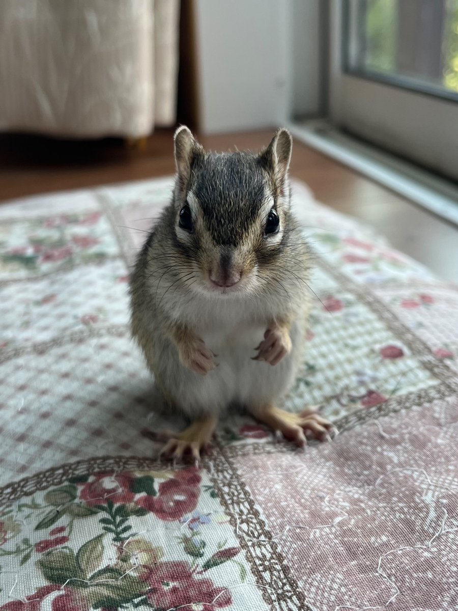 彩月レナ tweet media