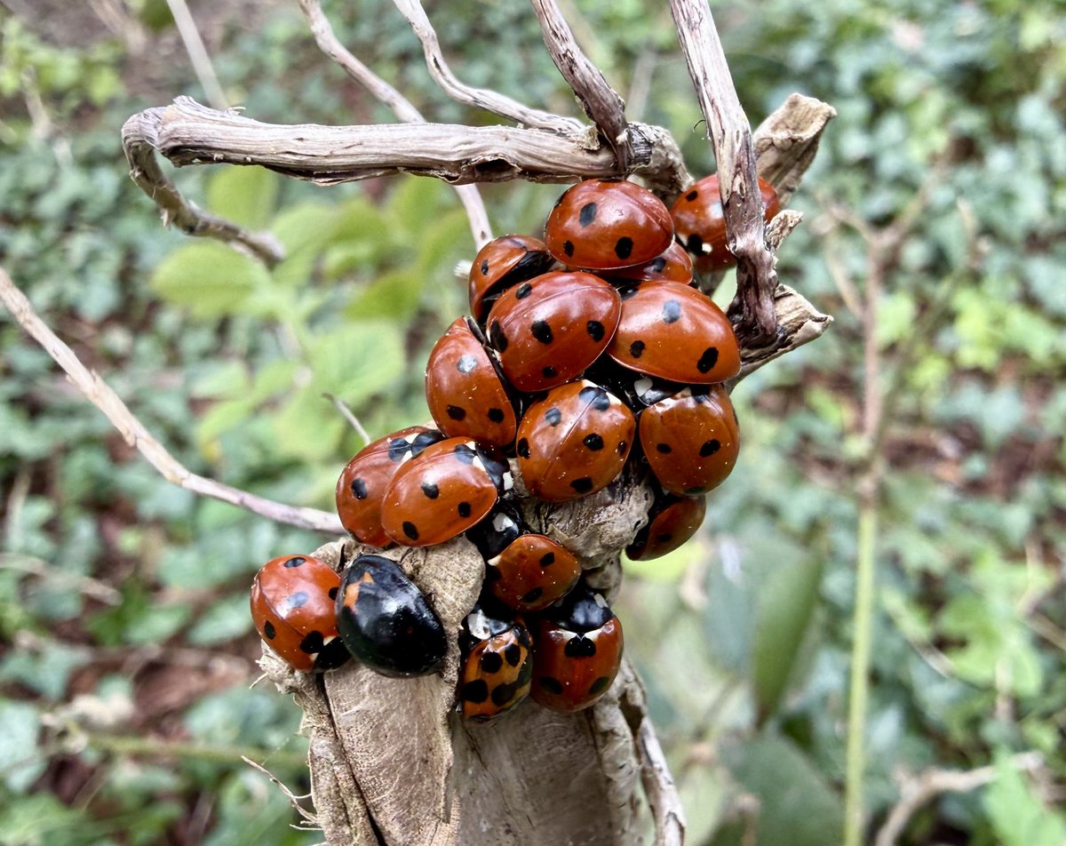 WG RumblePants tweet media