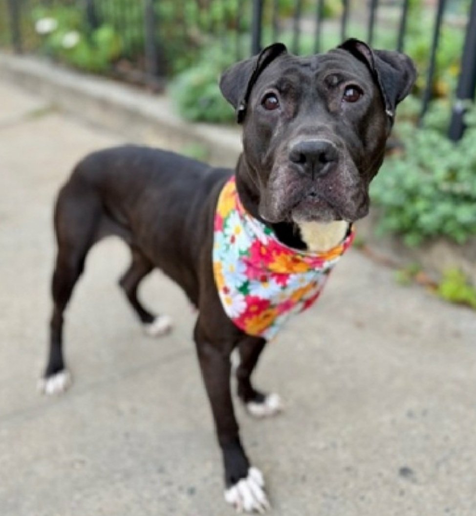 Morgan Fairchild's Dogs tweet media