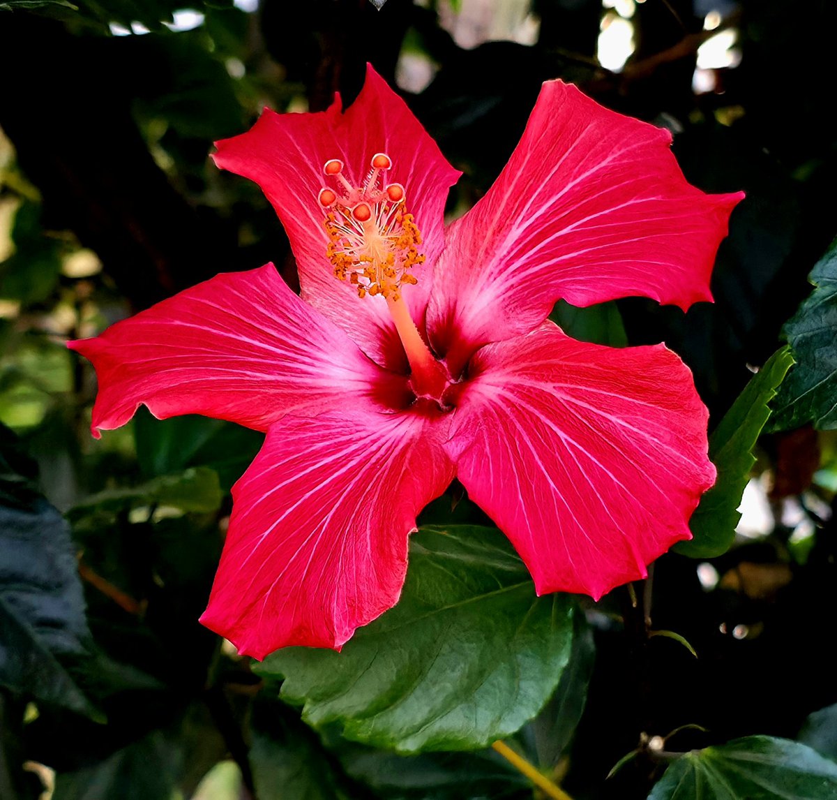 Otrebordm tweet media