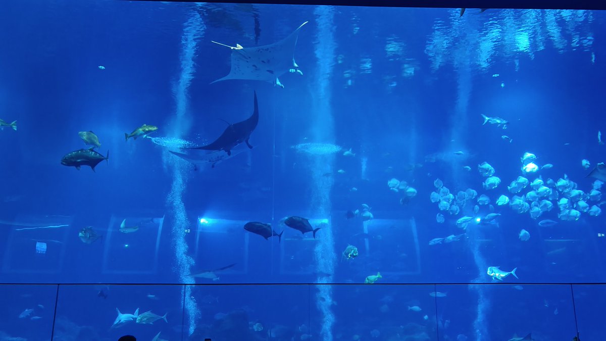 Boraahaeeeeeeee's tweet photo. #Day_2 at📍Singapore...
🎢 Universal Studios
🐟🪸 Oceanarium https://t.co/lCrkpbpMLm