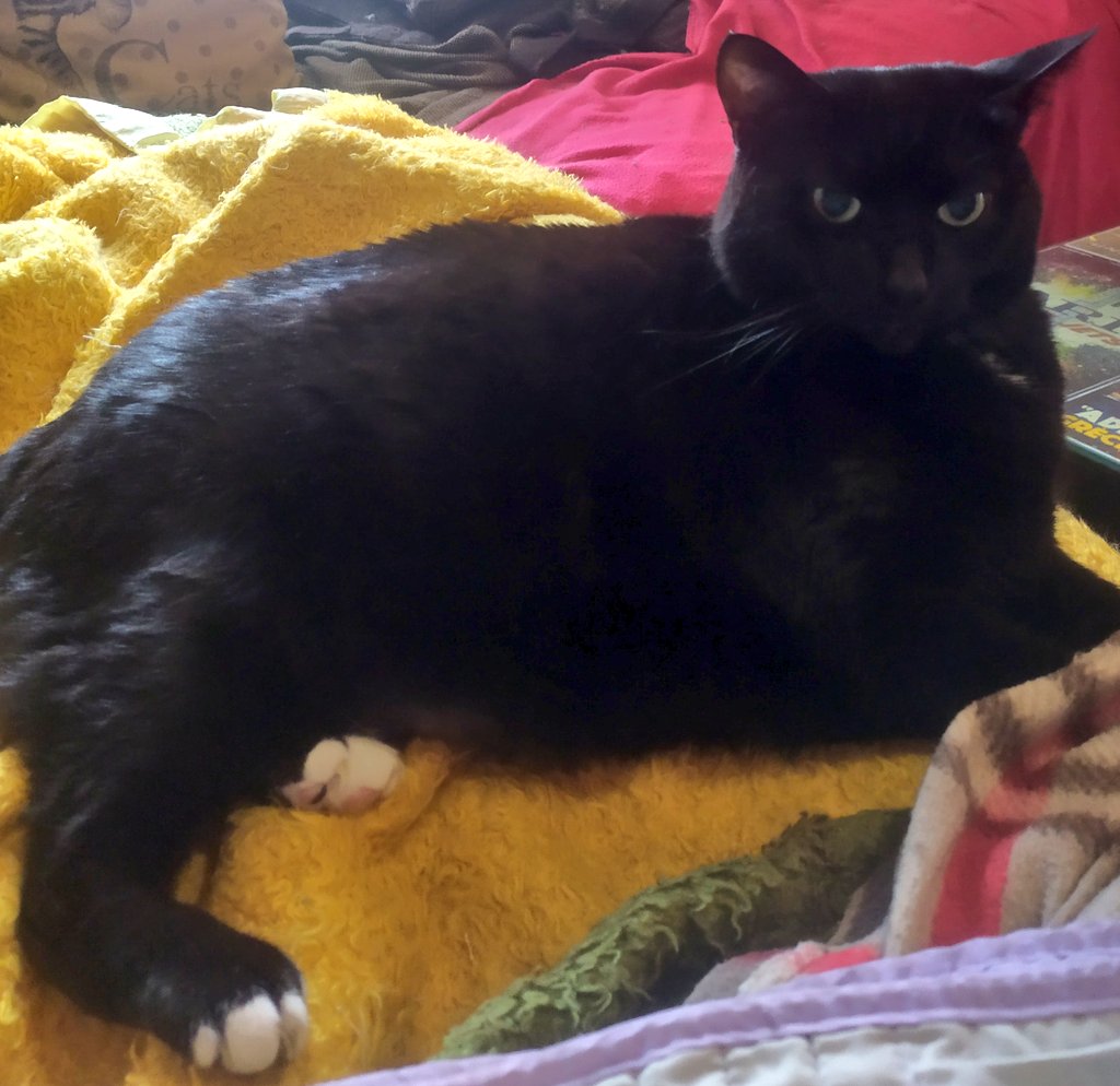 το γατί ^..^ ★ tweet media