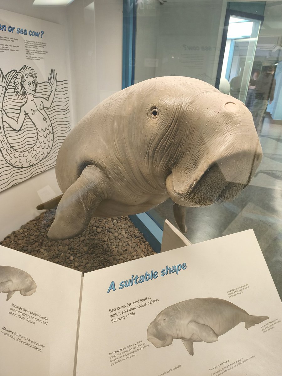 Cornelius Cornelmus🪸🪼 tweet media