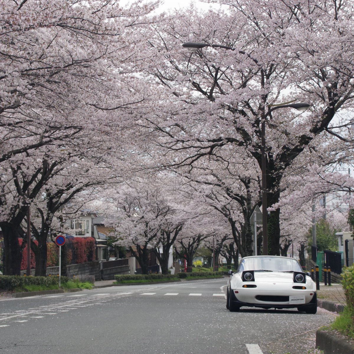 rs_dakacchi's tweet photo. 秦野の桜みちから弘法山、最後は伊勢原市総合運動公園と気の向くままに桜スポットを巡りました🌸 https://t.co/1aWNPu9umW