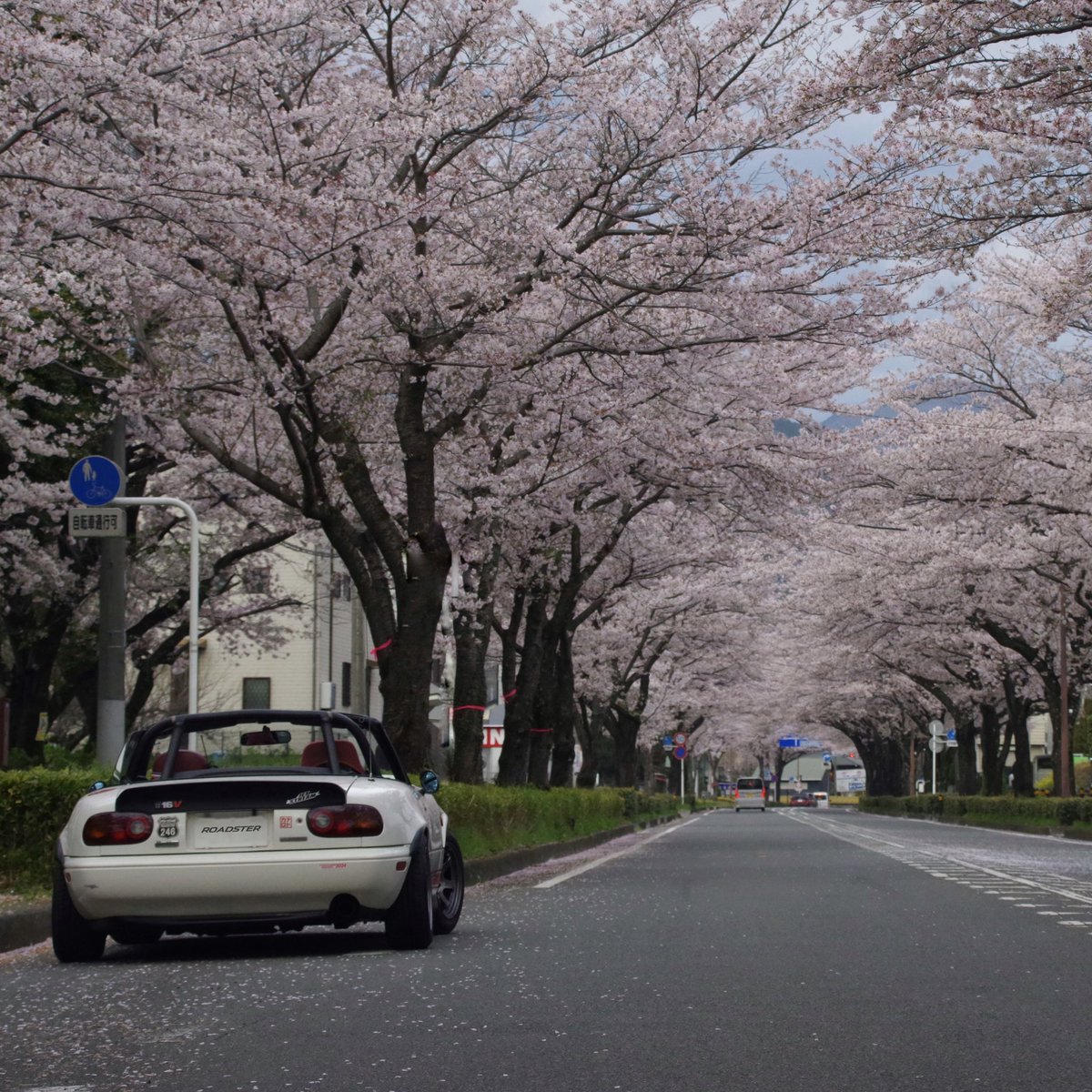 rs_dakacchi's tweet photo. 秦野の桜みちから弘法山、最後は伊勢原市総合運動公園と気の向くままに桜スポットを巡りました🌸 https://t.co/1aWNPu9umW