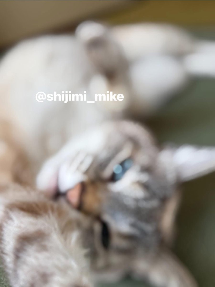 しじみ tweet media