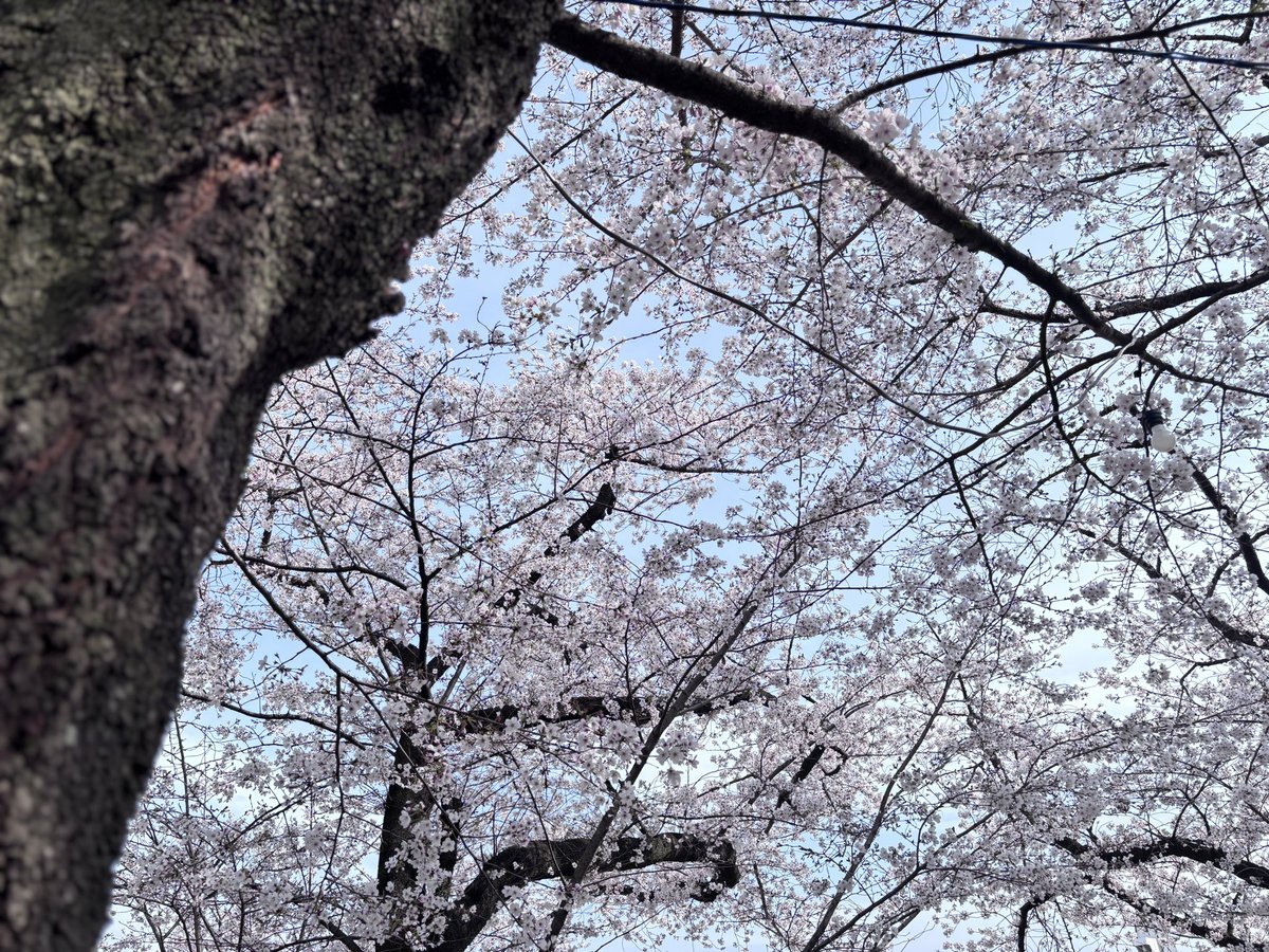 chhappp's tweet photo. 今年もたくさん桜を見れて幸せ𓂃𓈒𓂂 https://t.co/b0rqrCpjjj