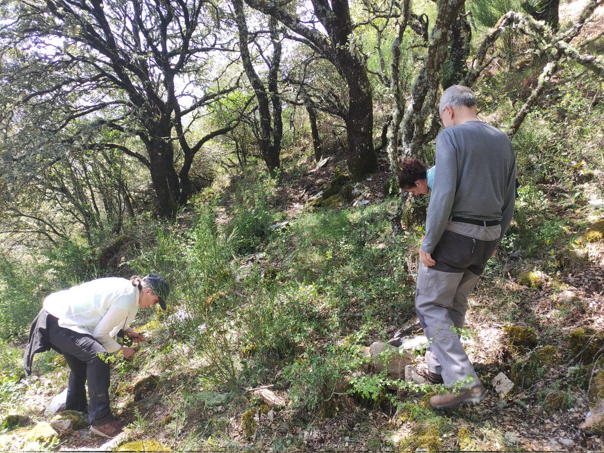 asierrl's tweet photo. Arrincando Vinca no Monte Cido, no Courel...ata aquí chegou... https://t.co/81DRbSUAEI