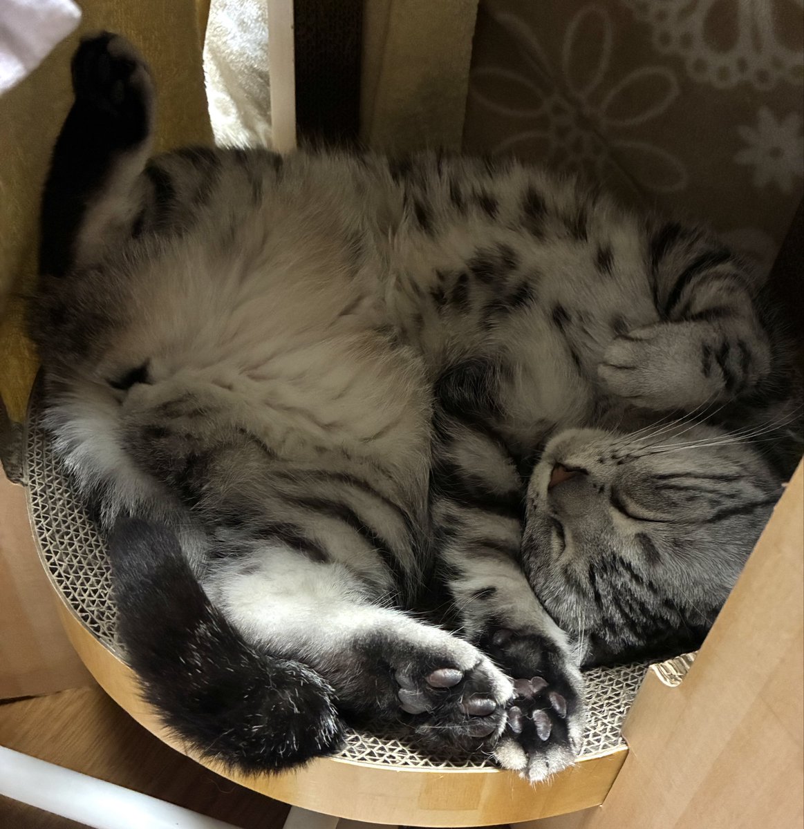 藍内友紀（ササクラ） tweet media