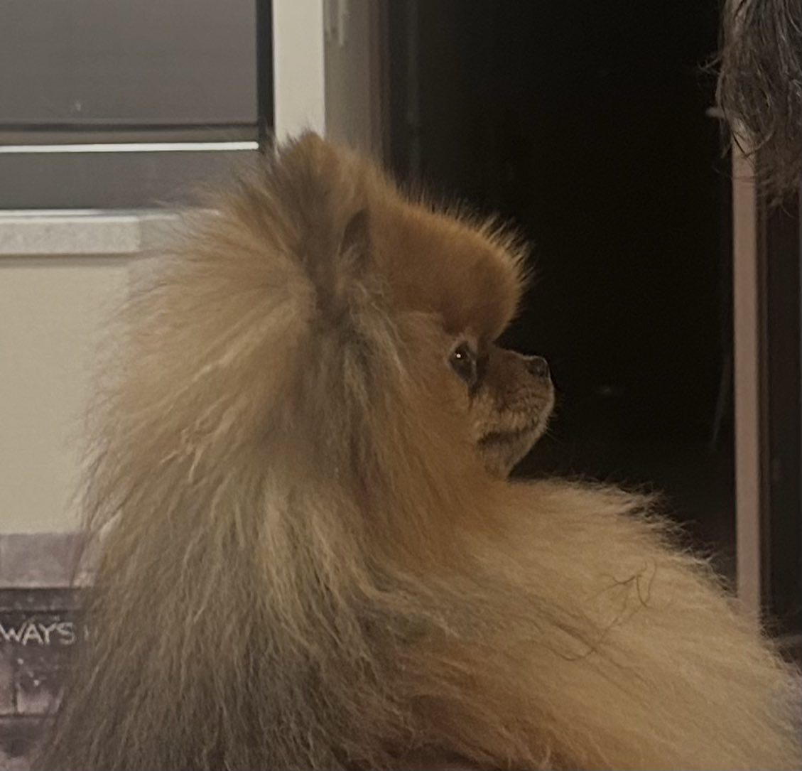 ミルモとポン！ tweet media