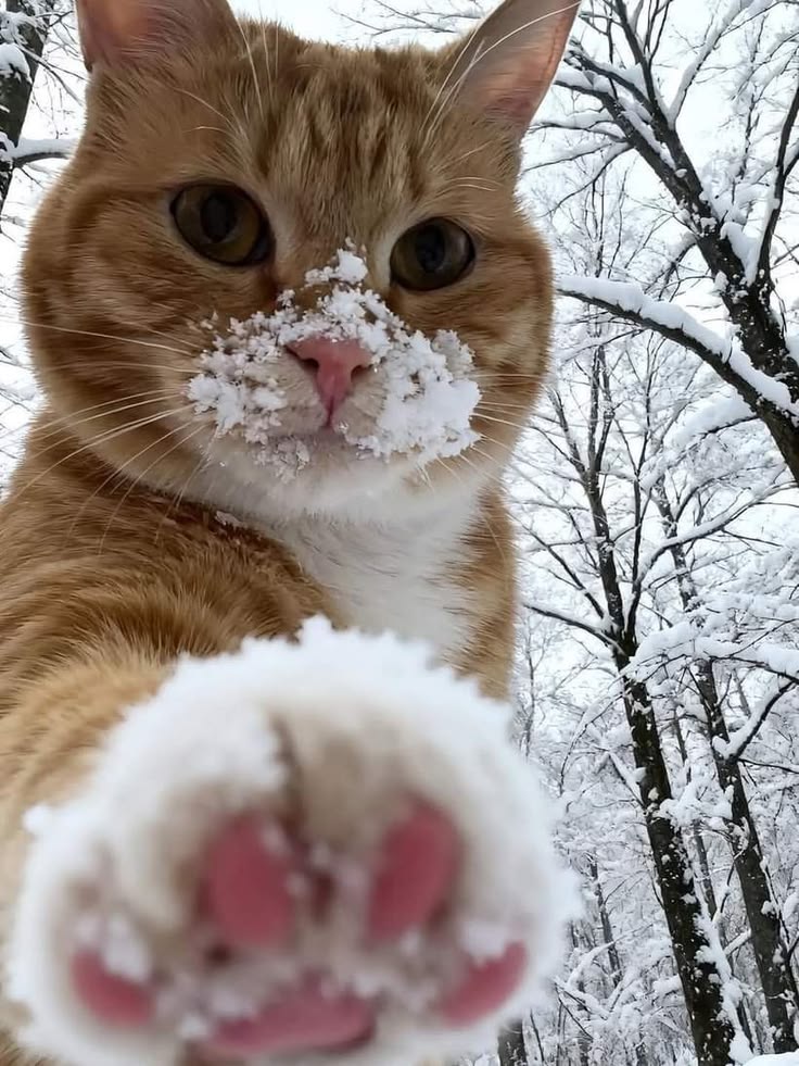 Cats all the way tweet media