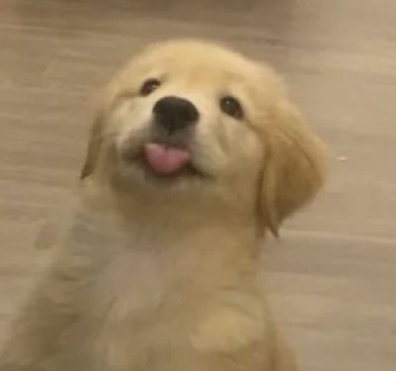 ꕤ⋆ᴋᴏᴛᴄʜ★ᴋᴏʀɴ⋆*𝙍𝙊𝙎𝙄𝙀 ⋆ꕤ tweet media