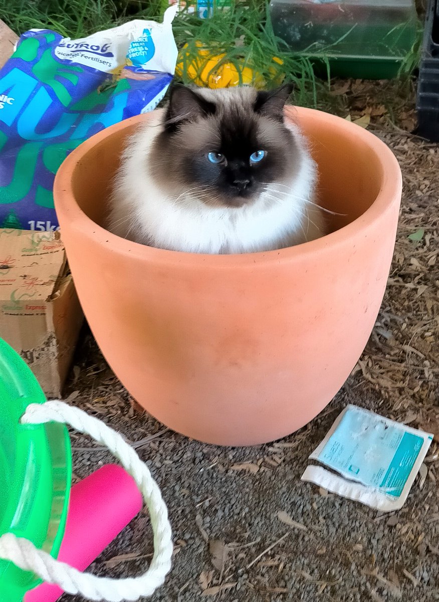 Kitt Happens 🇺🇦🌱 #NAFO Australia #Neurospicy tweet media