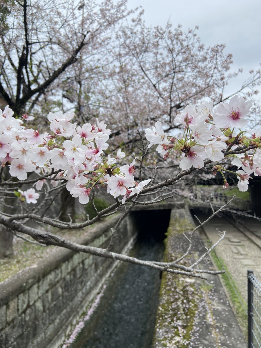 ゆめひろ♪ tweet media