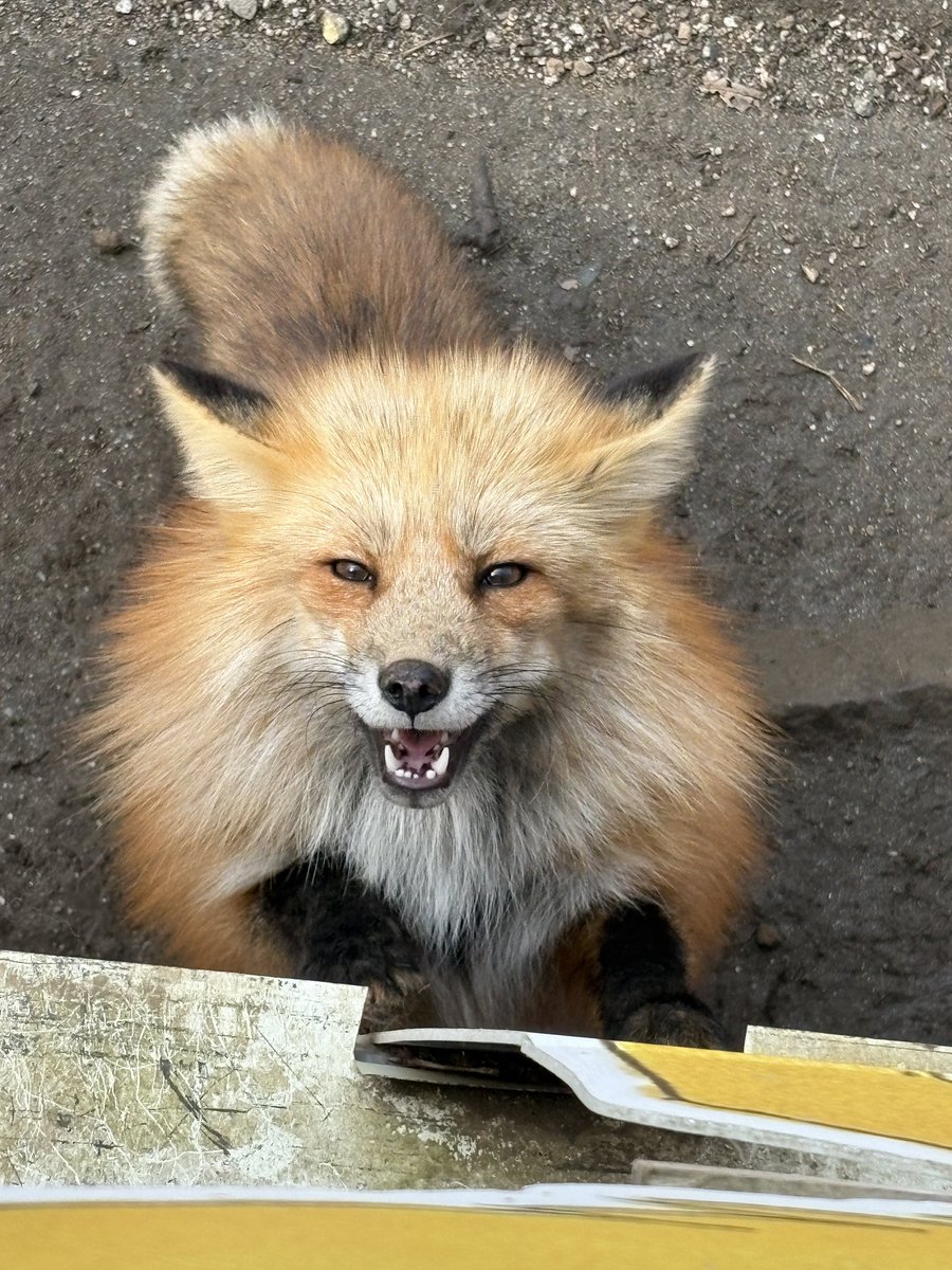 隅っこ tweet media