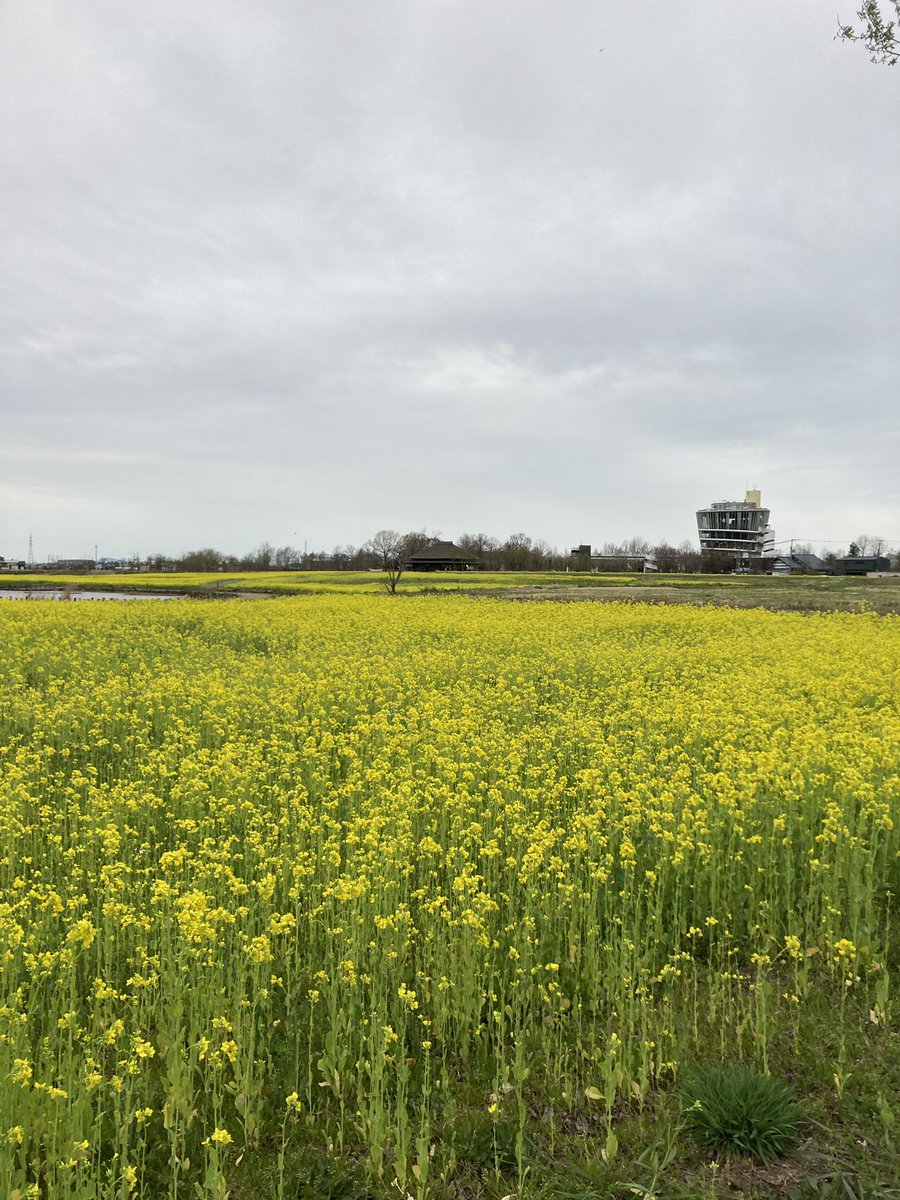 PigletPetit's tweet photo. 今年も福島潟の菜の花、見頃になってきました
 @fukushimagata https://t.co/WDyuDskHvI