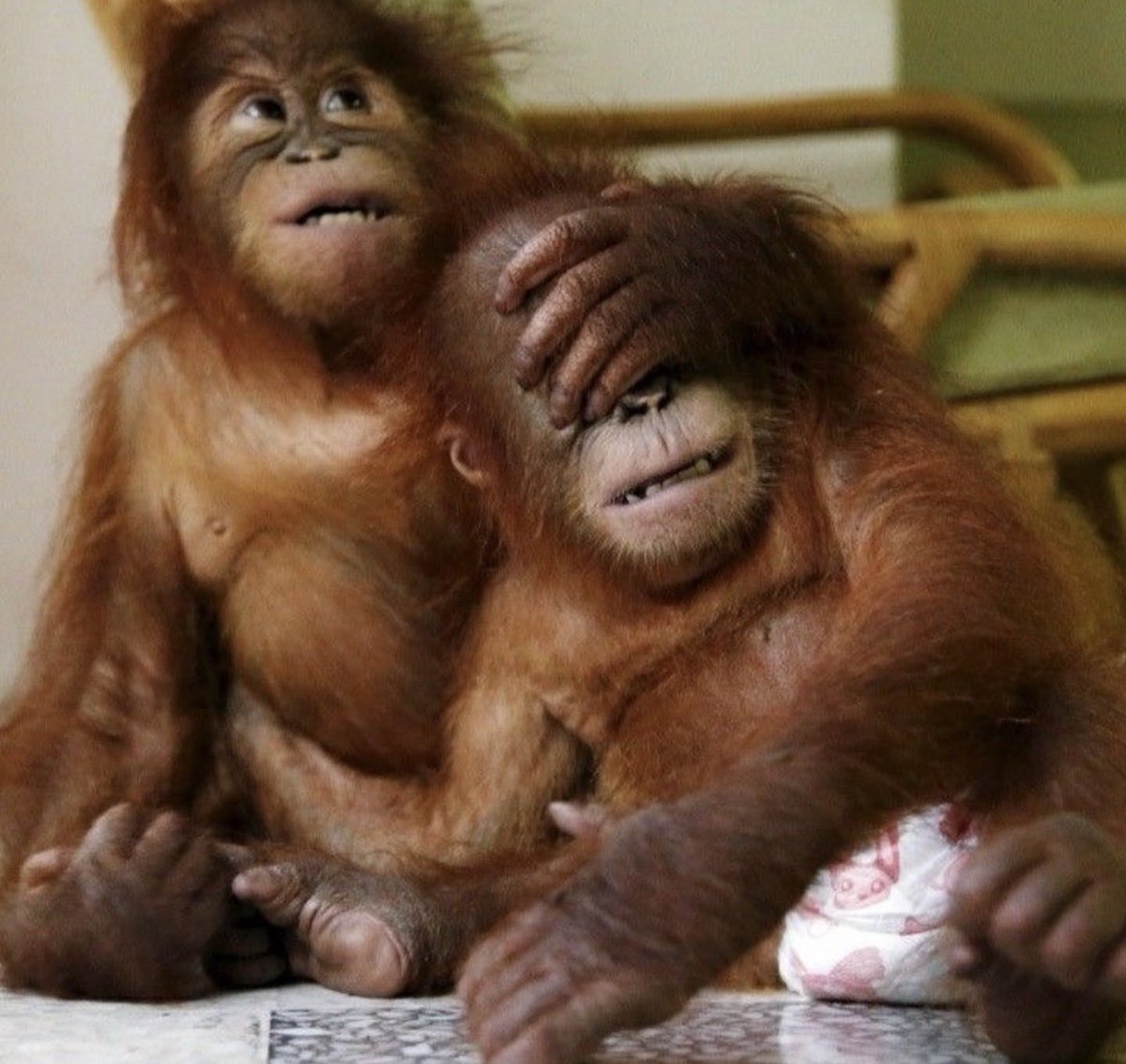 yomy orangutan 🦧 tweet media