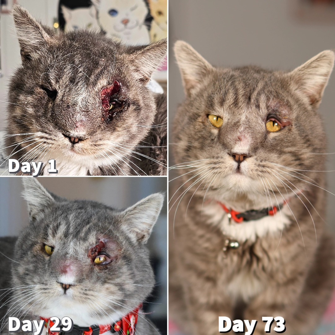 Cats Of Sanbernardino tweet media