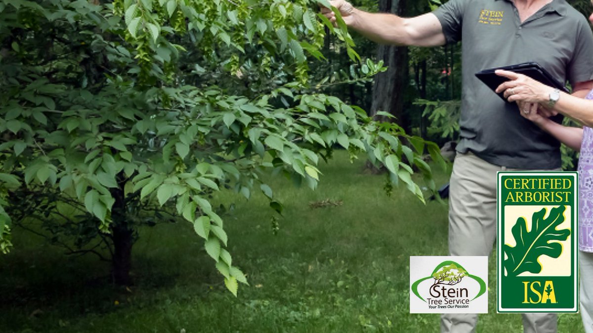 Stein Tree Service tweet media