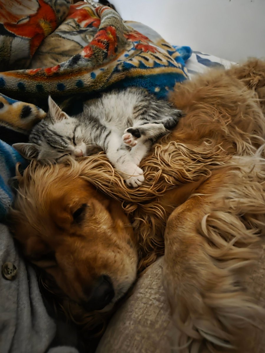 yourfavpetz's tweet photo. نجيب العسجدي + unnamed yet 🐕🐈
"أول ليلة سوا"
📸 @naguibhamody https://t.co/XN3tFdN8Hx