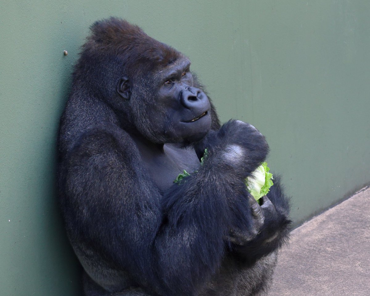 Dios.sol tweet media