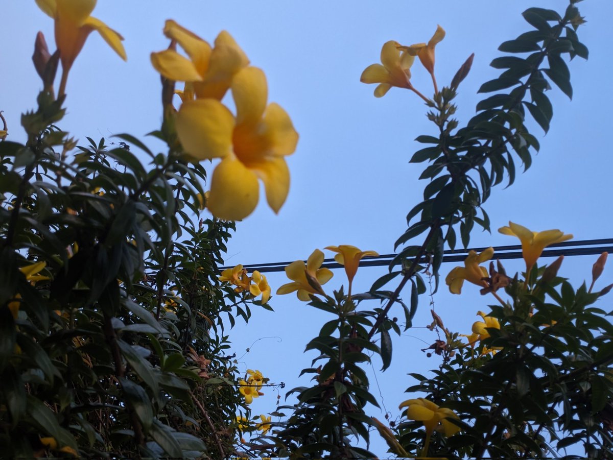 Allamanda cathartica, 
commonly known as the Golden Trumpet.