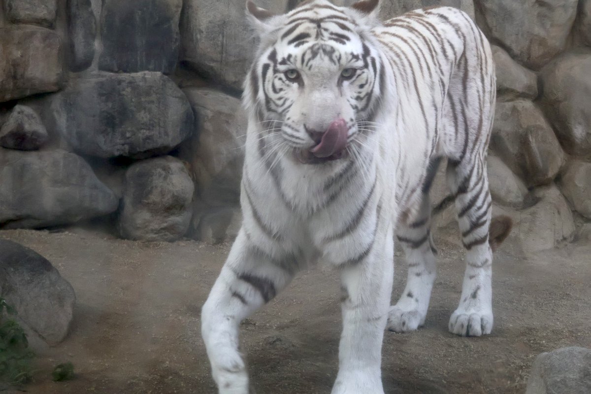 東武動物公園のホワイトタイガーのソルティちゃん

子育て終わって少しのんびり過ごしてるかな😊

#ソルティ
#ホワイトタイガー
#東武動物公園

2026.3.28撮影