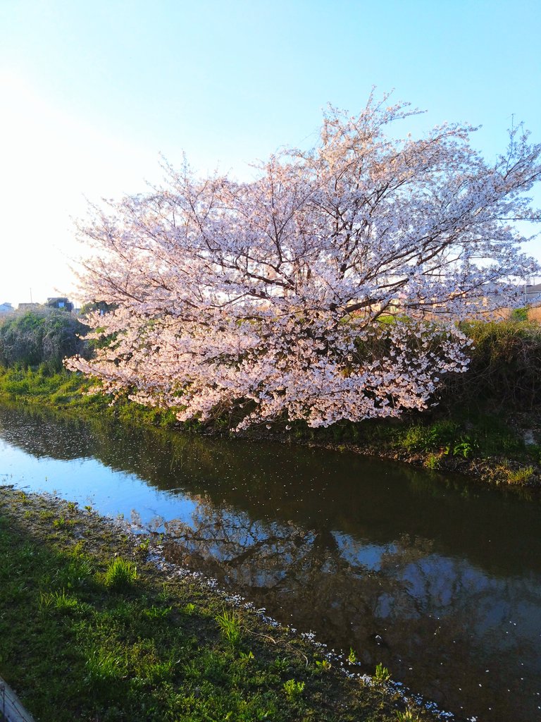 breeze_scene's tweet photo. 今年も咲いてくれて
ありがとう…🌸🍃
#桜 
#まだ散らないで https://t.co/0ipu7qXbHA