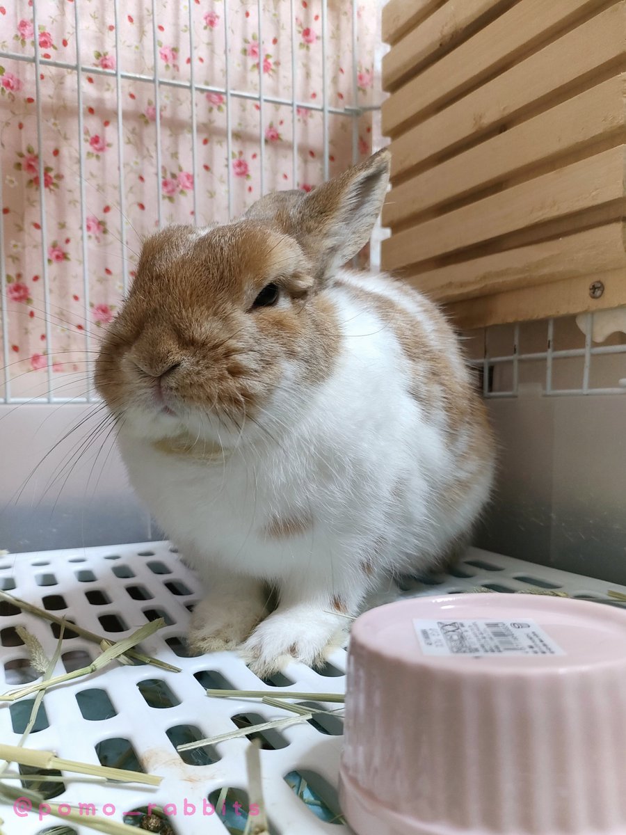 ぽもちゃ₍ᐢ ˶• ⩊ •˶ ᐢ₎ tweet media