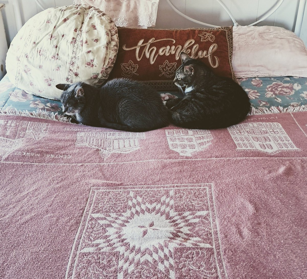 MarshaMeetmeinSt.Louis,Louis tweet media