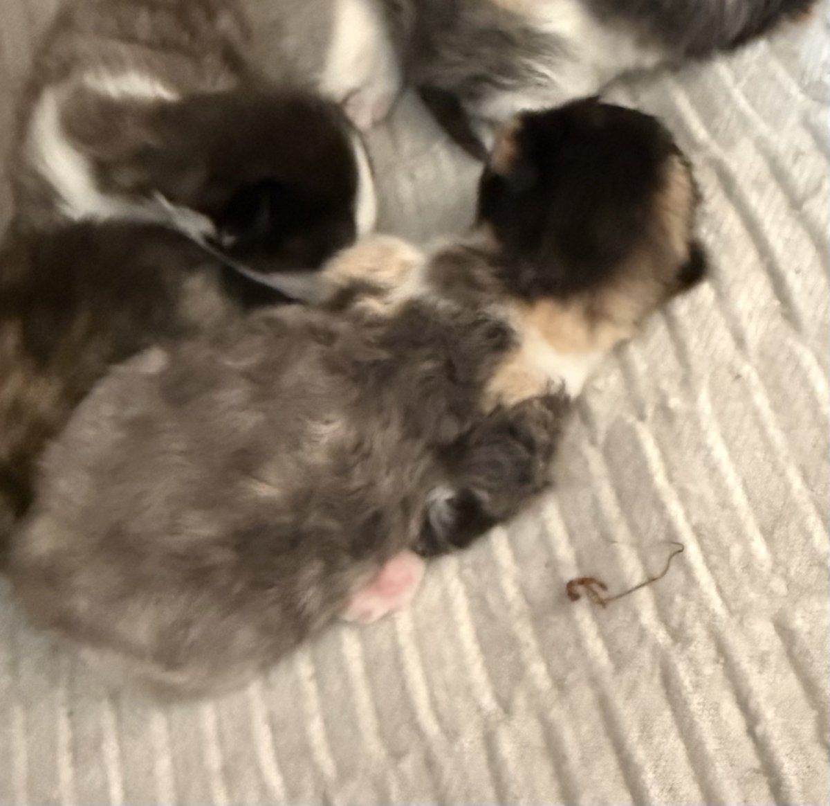 KittensCam's tweet image. Day 10 and #Tonks has finally dropped her umbilical cord! Shes a late bloomer this one 
😻🐾

#fairycatmother  #catsofX #adoptdontshop #kittenCam #kittensofX #cats #kittens #cute #bellatrix #caturday