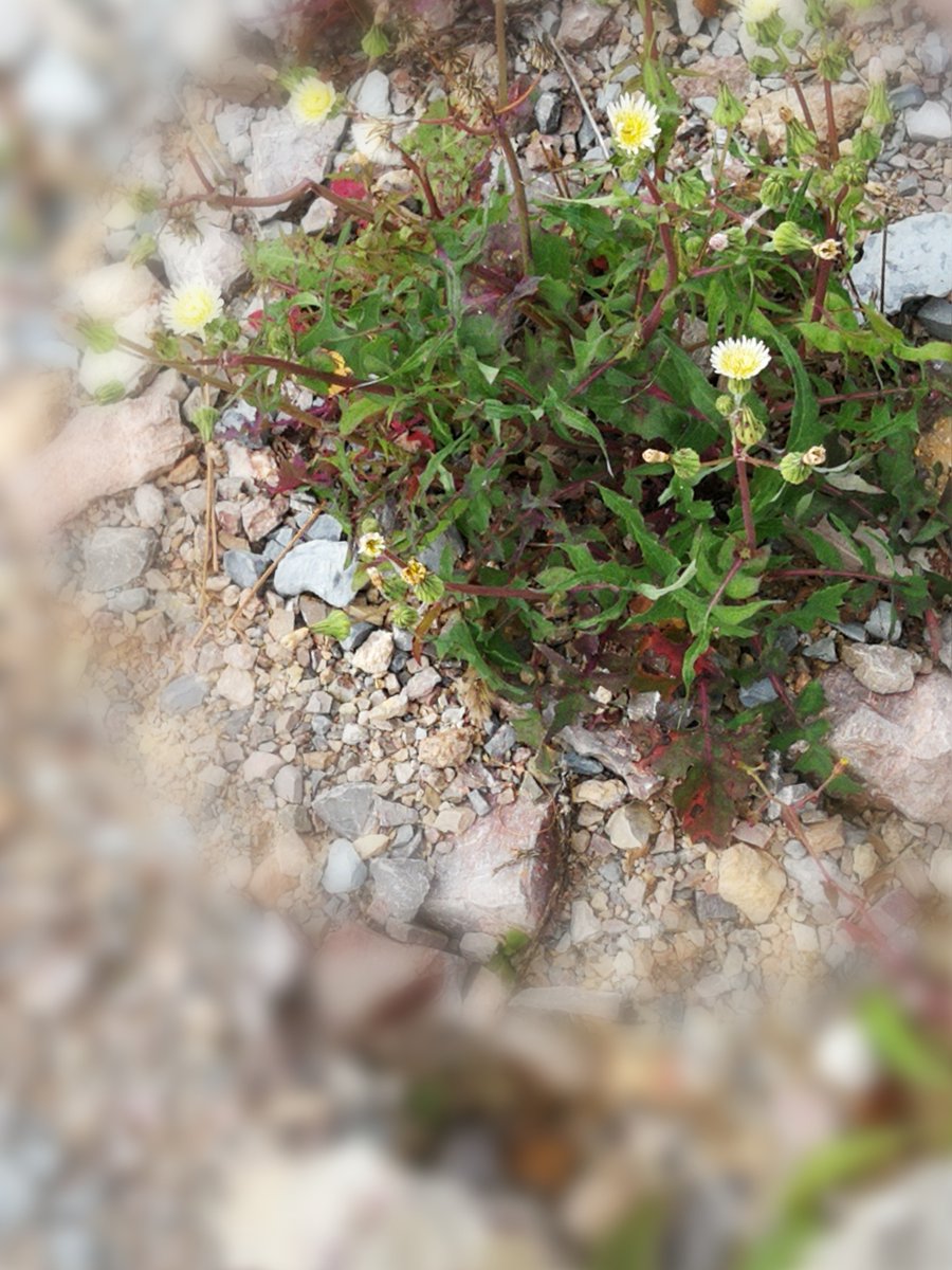 lguest46's tweet photo. Growth isn’t about reaching the peak overnight—it’s the quiet courage to try, fall, and try again, one small step at a time. https://t.co/koTwcXFFlu