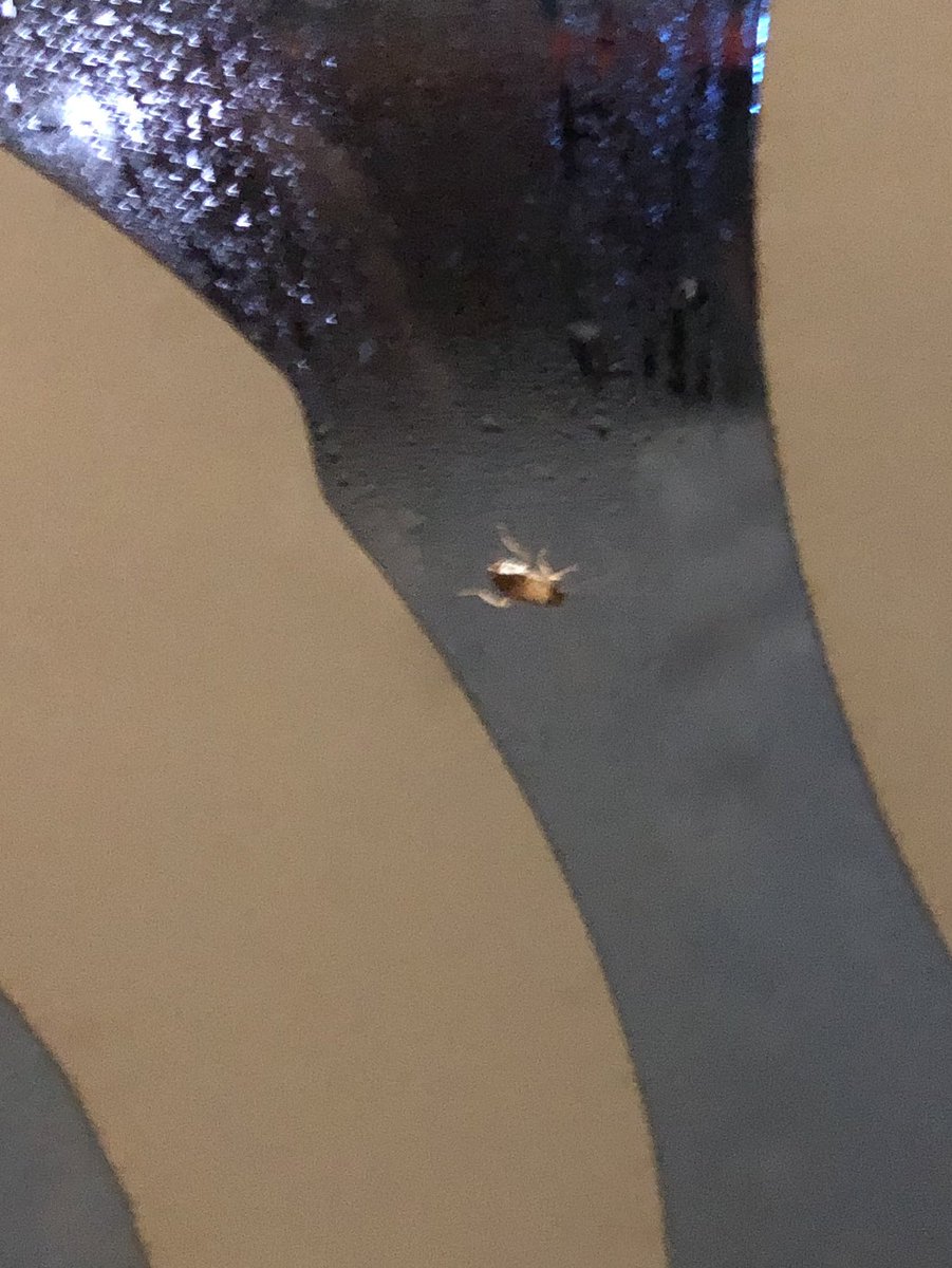 sh4zfa 🧃 tweet media