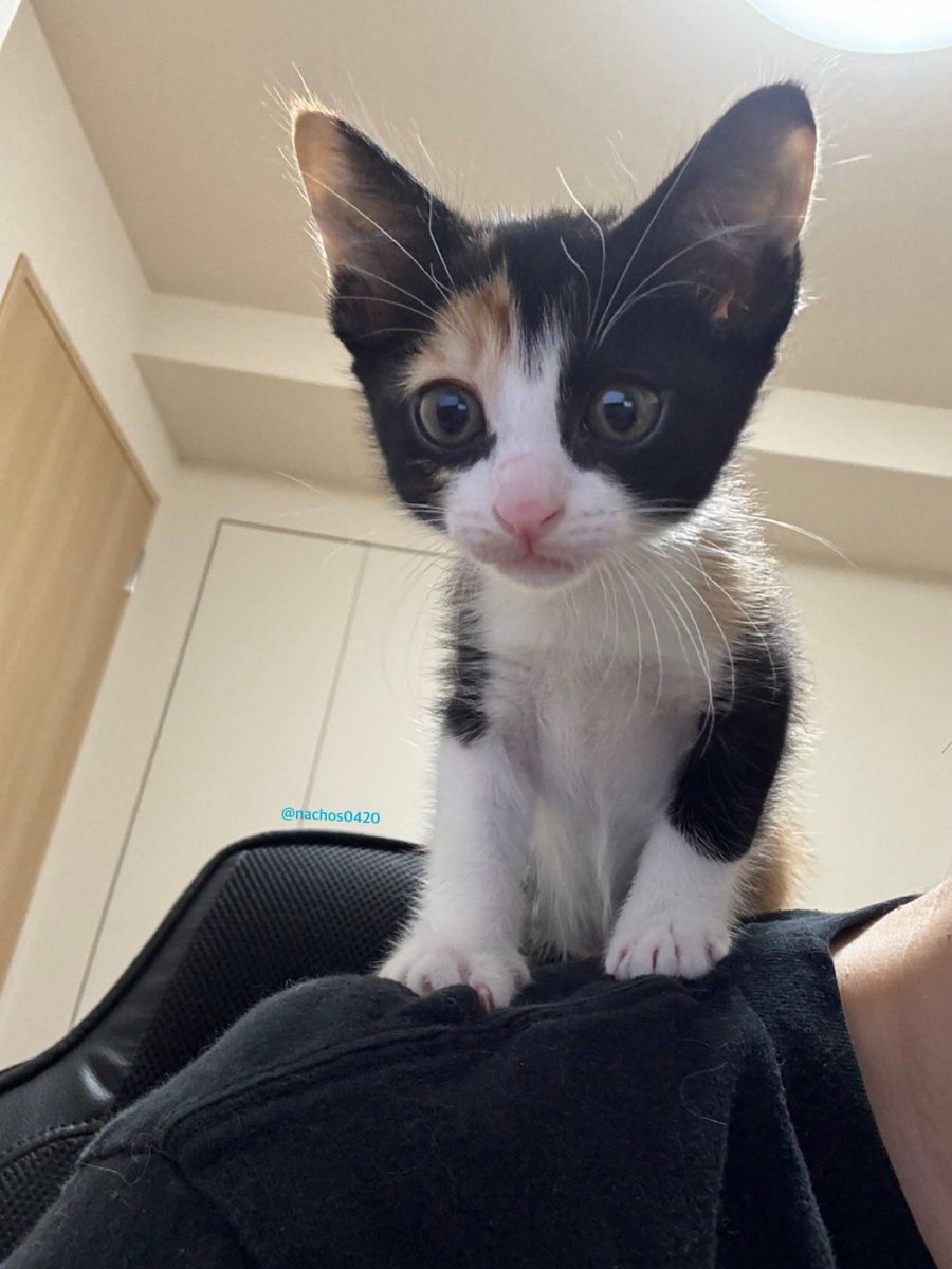 ナツとスイ tweet media