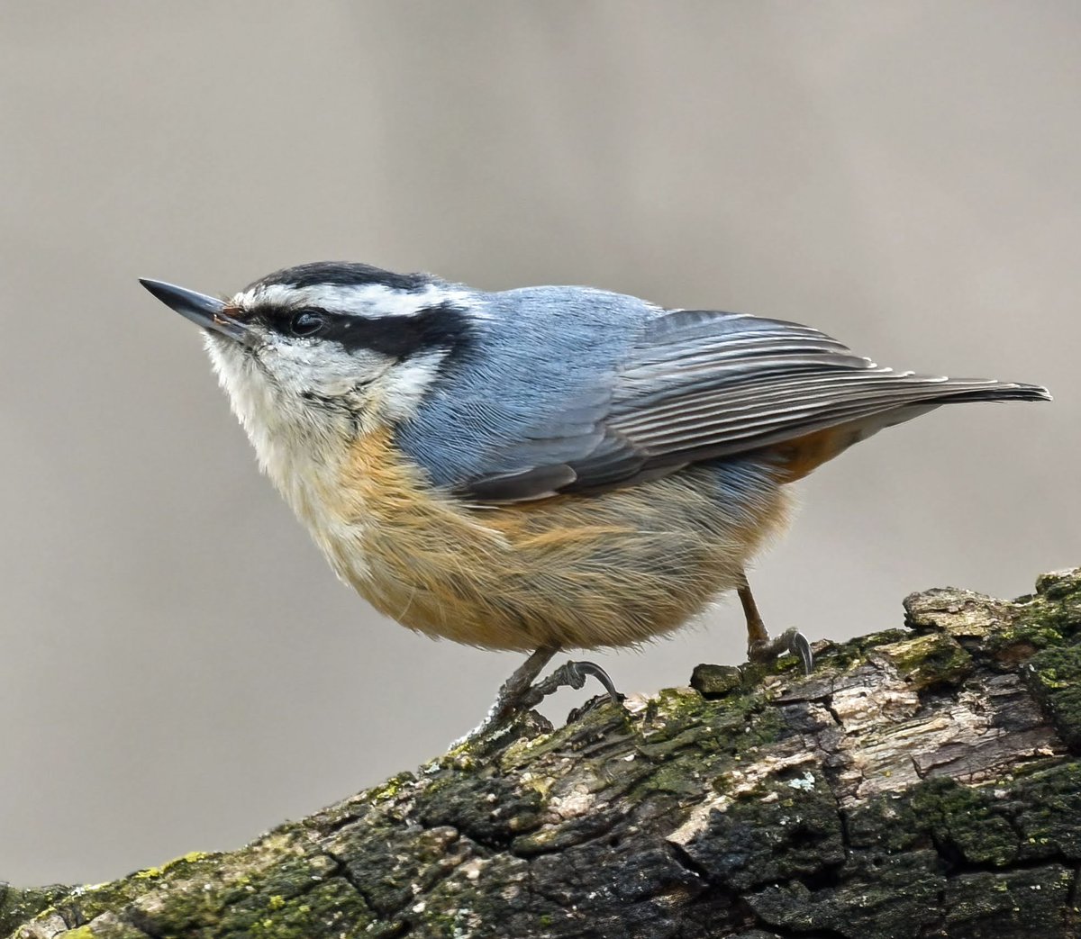 Manhattan Bird Alert tweet media