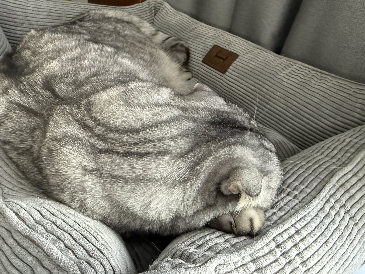 Лапка найкраща подушка🐾