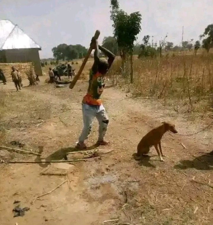 AmberRayz's tweet photo. when you finally find the dog that chased you at 2am when you were drunk.. https://t.co/0QeJUFwMaZ